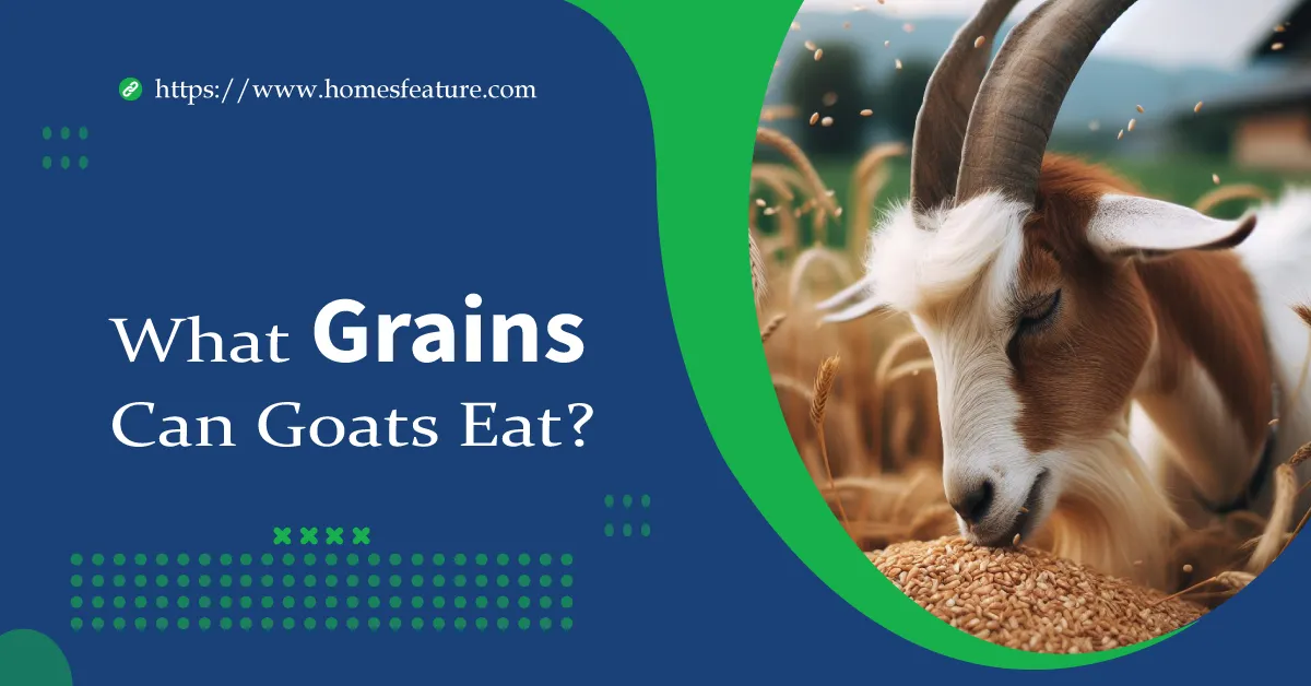 Grain For Goats