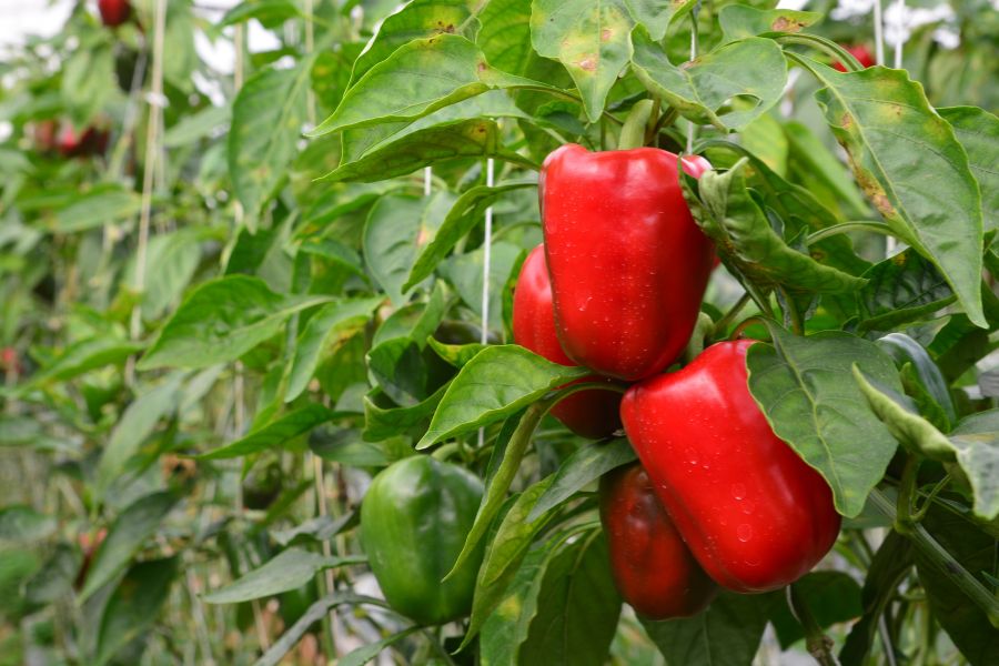 Bell Peppers Plant