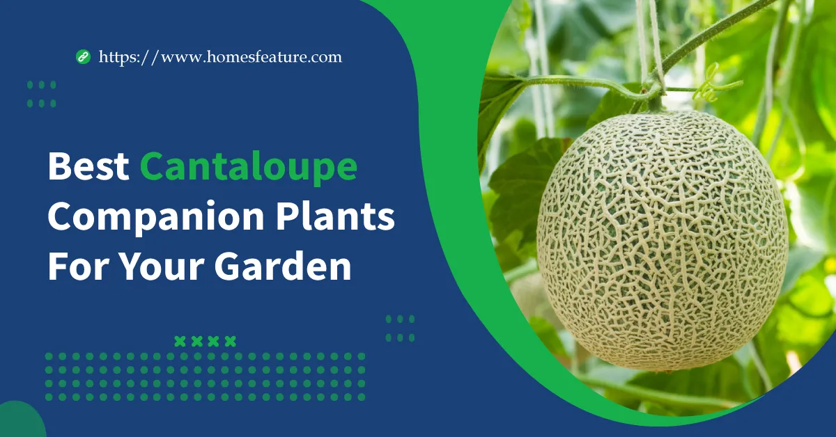 Cantaloupe Companion Plants