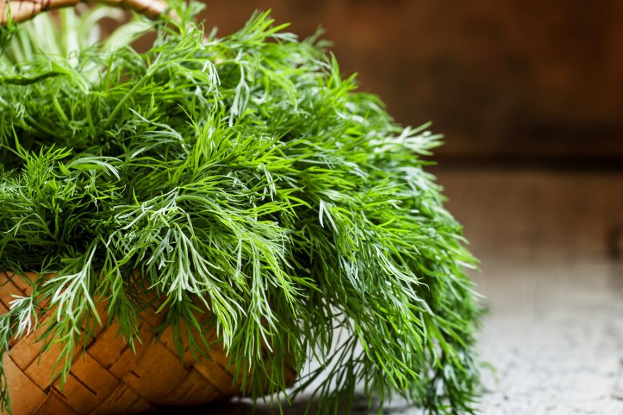 Dill Plant