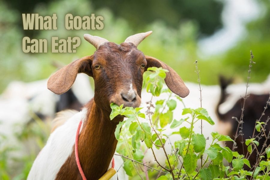 Goats-eating-food