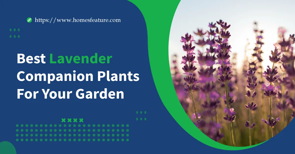 Lavender Companion Plants
