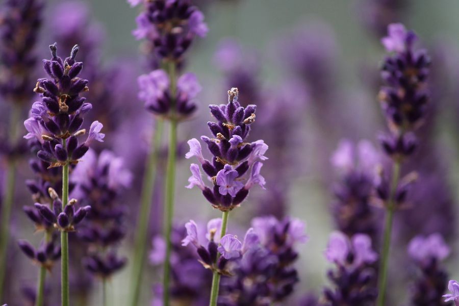 Lavender Plant