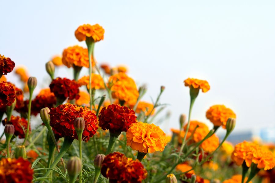 Marigolds Plant