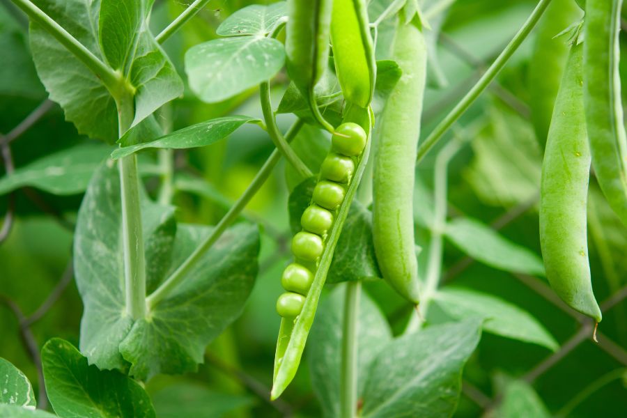 Peas Plant