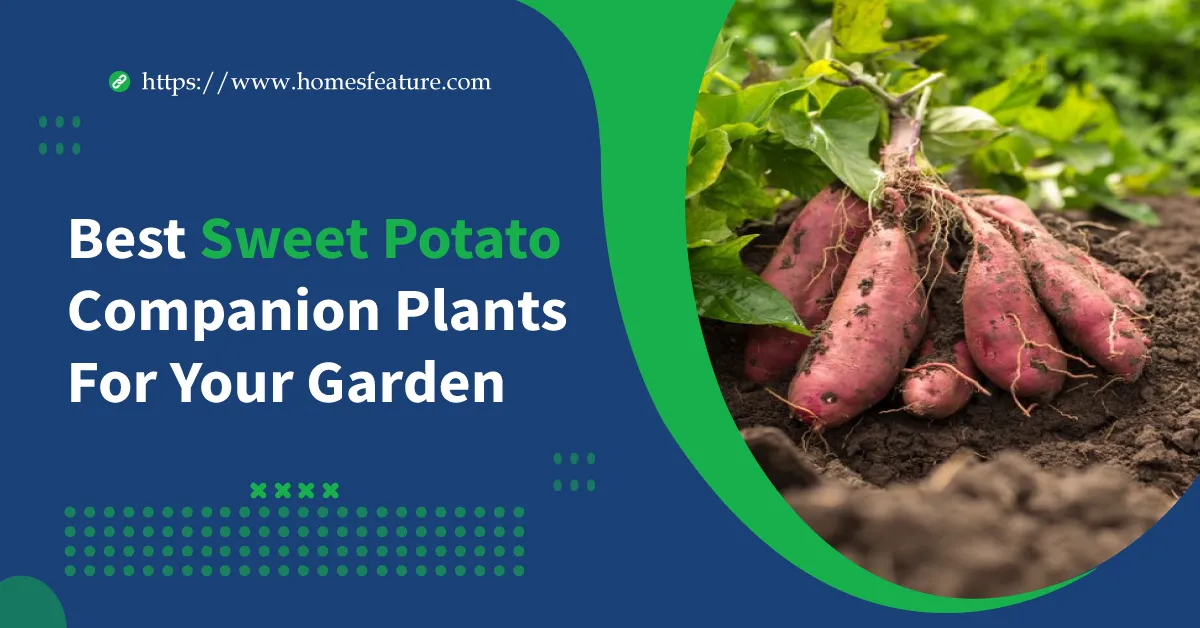 Sweet Potato Companion Plants