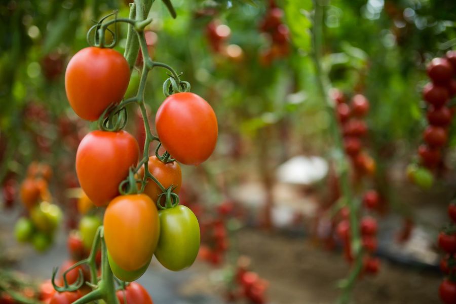 Tomatoes Plant