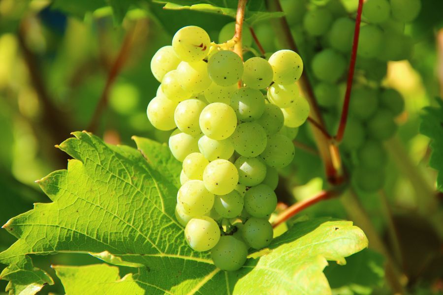 Grapes Branch