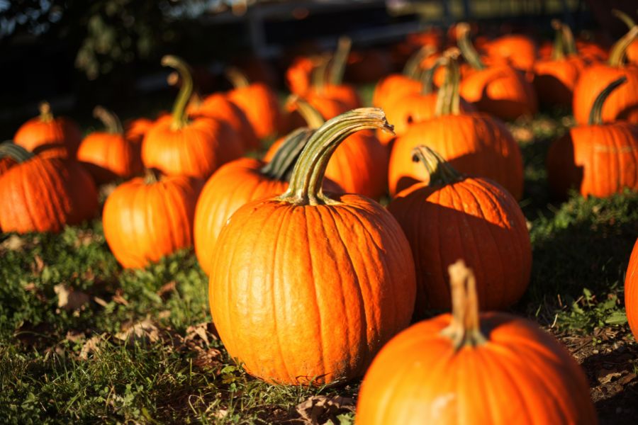 Pumpkin
