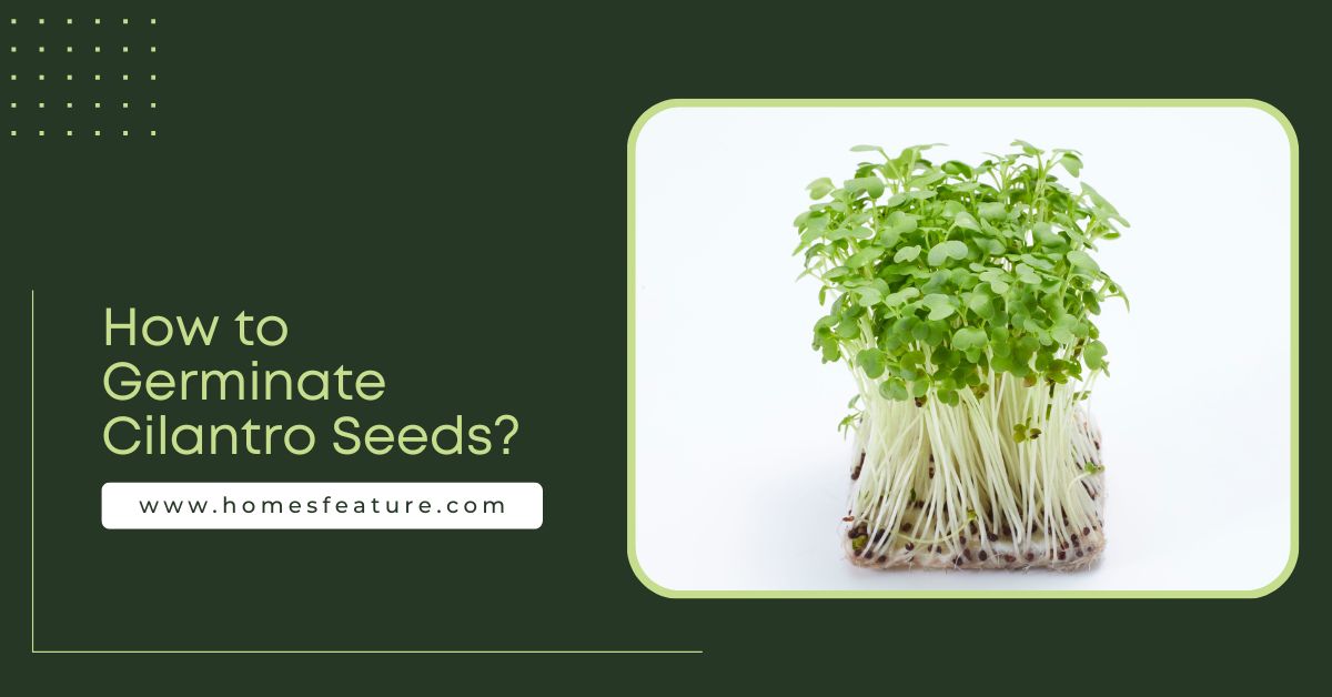 How to Germinate Cilantro Seeds